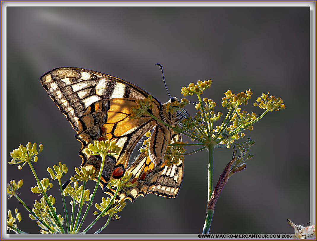 Machaons